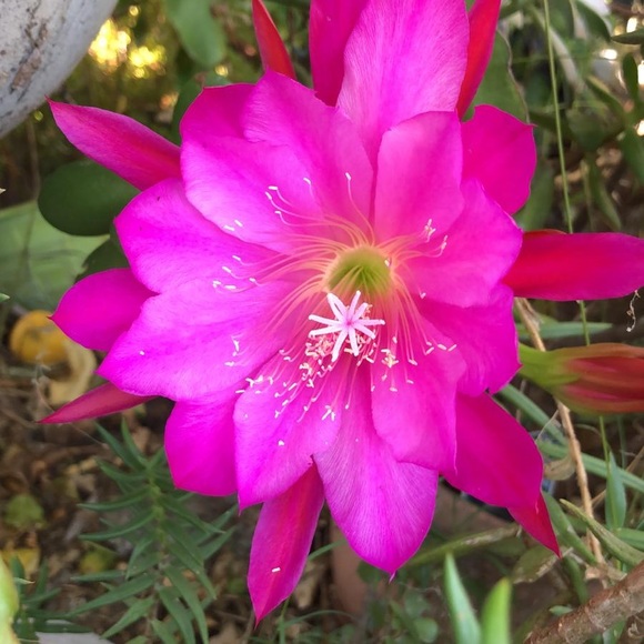 Meet your Posher, Oelandari - Picture 1 of 1